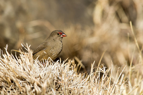 Senegalamarant (Lagonosticta senegala)