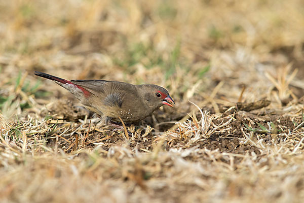 Senegalamarant (Lagonosticta senegala)