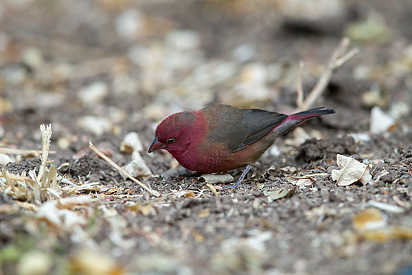 Senegalamarant (Lagonosticta senegala)