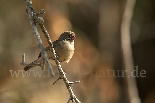 Senegalamarant (Lagonosticta senegala)