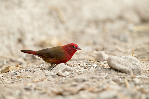 Senegalamarant (Lagonosticta senegala)