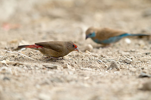 Senegalamarant (Lagonosticta senegala)