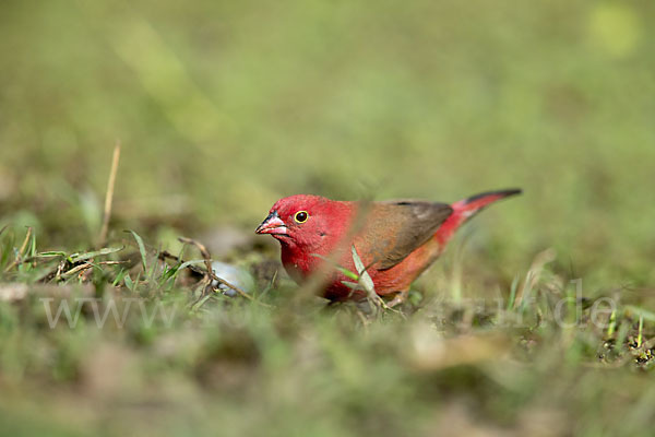 Senegalamarant (Lagonosticta senegala)