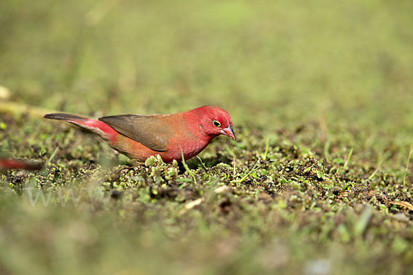 Senegalamarant (Lagonosticta senegala)