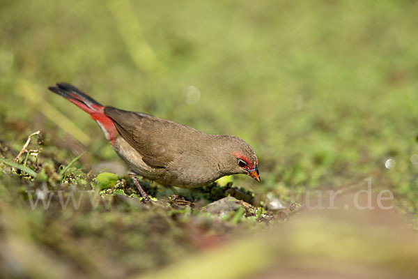 Senegalamarant (Lagonosticta senegala)