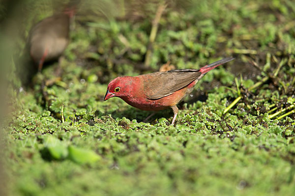 Senegalamarant (Lagonosticta senegala)