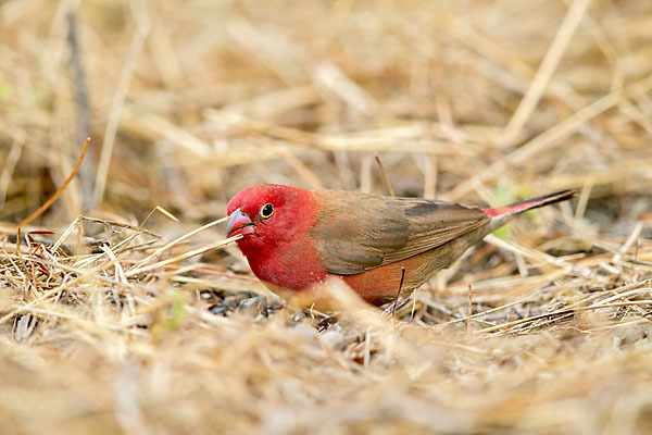 Senegalamarant (Lagonosticta senegala)