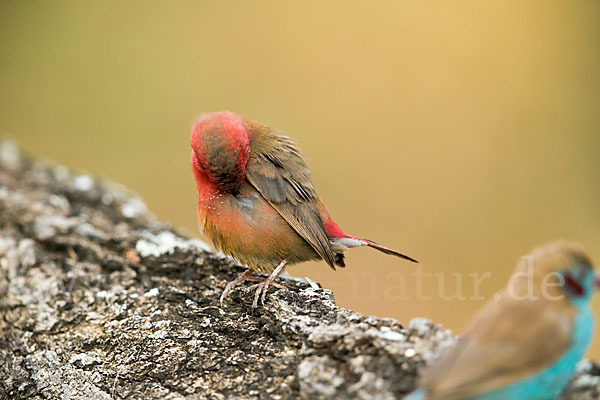 Senegalamarant (Lagonosticta senegala)