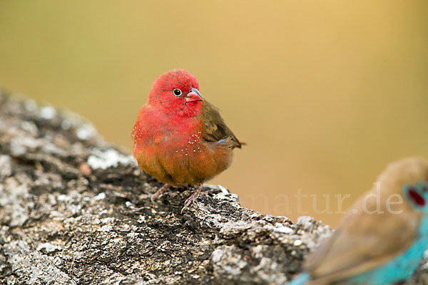 Senegalamarant (Lagonosticta senegala)