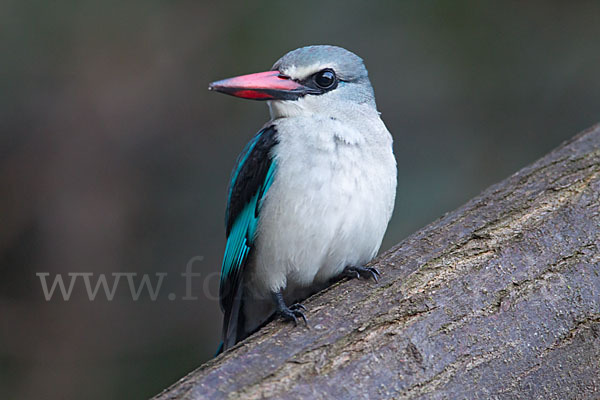 Senegalliest (Halcyon senegalensis)