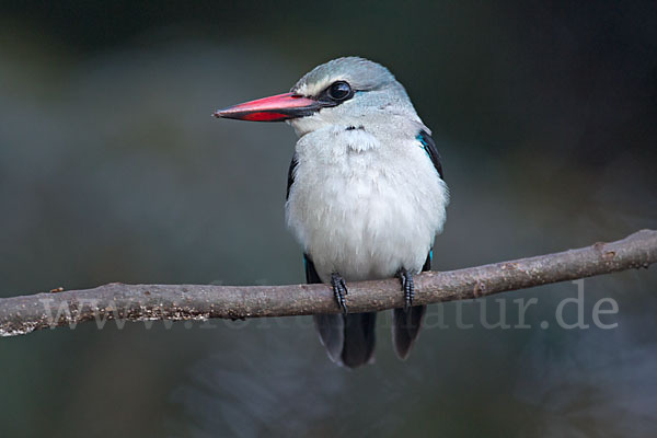 Senegalliest (Halcyon senegalensis)