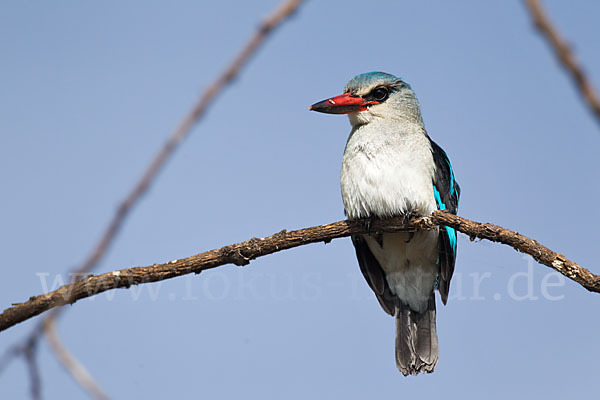 Senegalliest (Halcyon senegalensis)