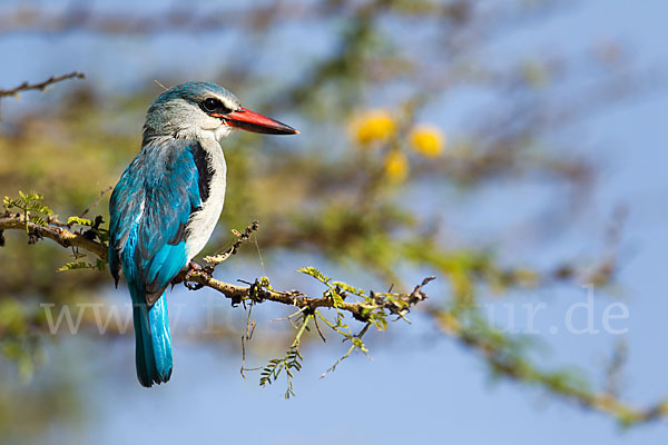 Senegalliest (Halcyon senegalensis)