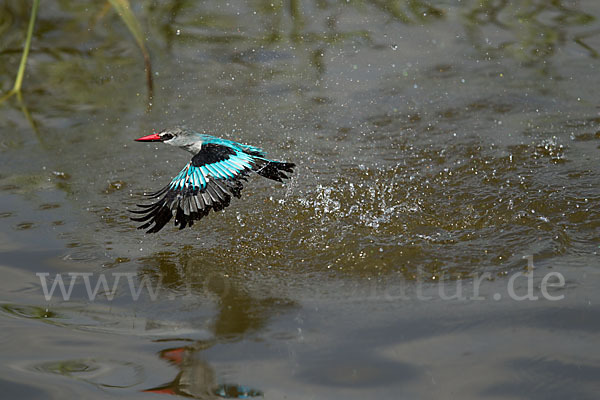 Senegalliest (Halcyon senegalensis)