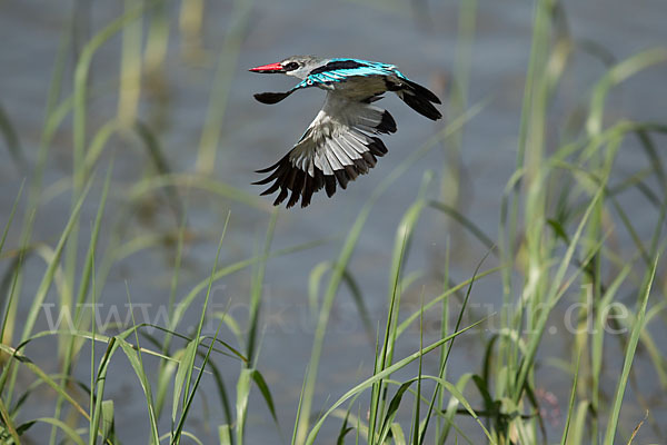 Senegalliest (Halcyon senegalensis)