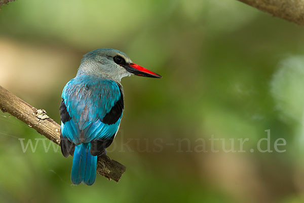 Senegalliest (Halcyon senegalensis)