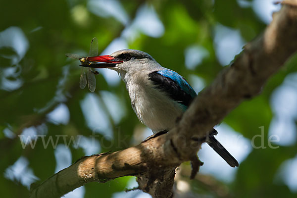 Senegalliest (Halcyon senegalensis)