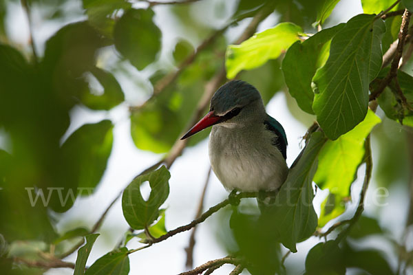 Senegalliest (Halcyon senegalensis)