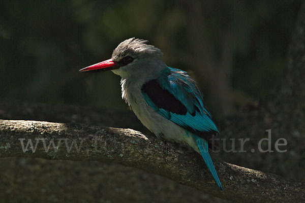 Senegalliest (Halcyon senegalensis)