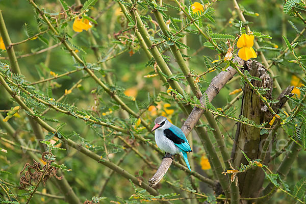 Senegalliest (Halcyon senegalensis)