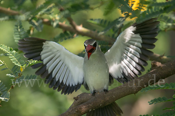 Senegalliest (Halcyon senegalensis)