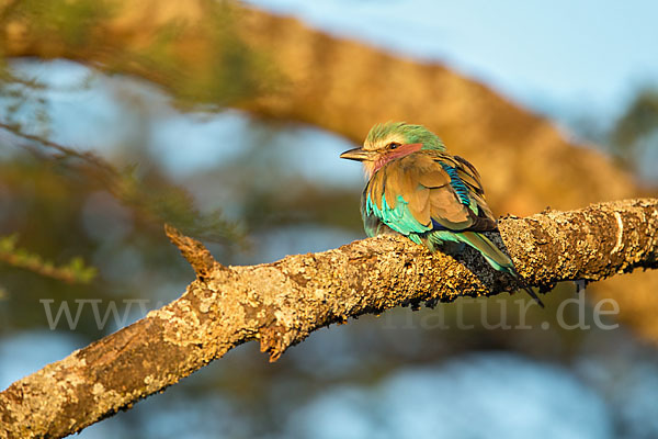 Senegalracke (Coracias abyssinicus)