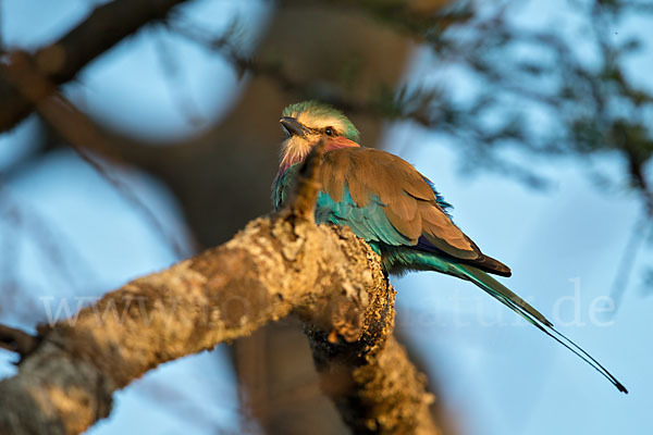 Senegalracke (Coracias abyssinicus)