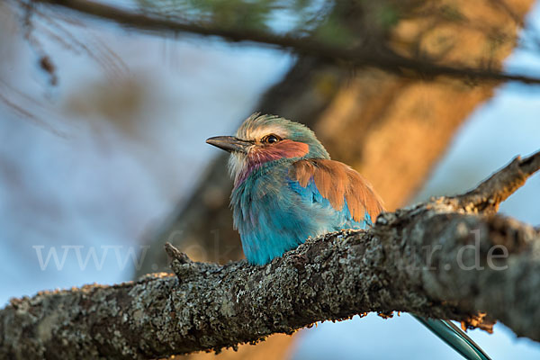 Senegalracke (Coracias abyssinicus)