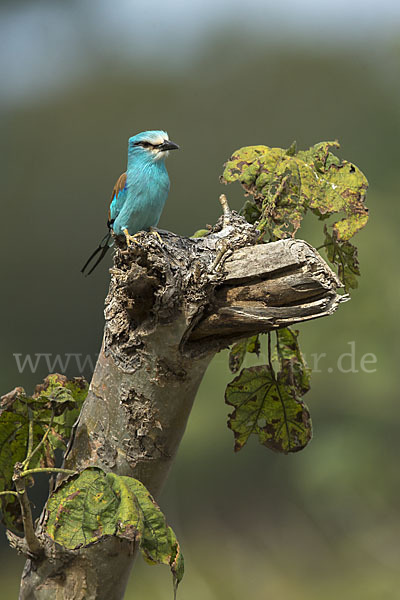 Senegalracke (Coracias abyssinicus)