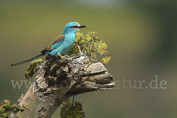 Senegalracke (Coracias abyssinicus)