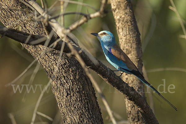 Senegalracke (Coracias abyssinicus)