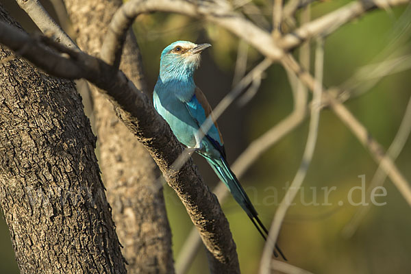 Senegalracke (Coracias abyssinicus)