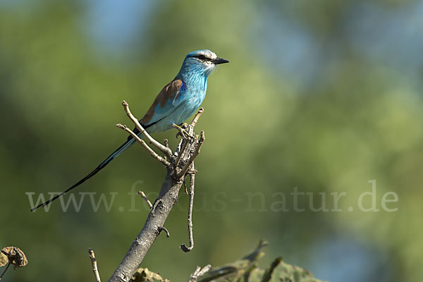 Senegalracke (Coracias abyssinicus)