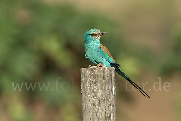 Senegalracke (Coracias abyssinicus)