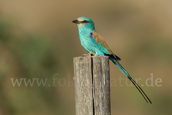 Senegalracke (Coracias abyssinicus)