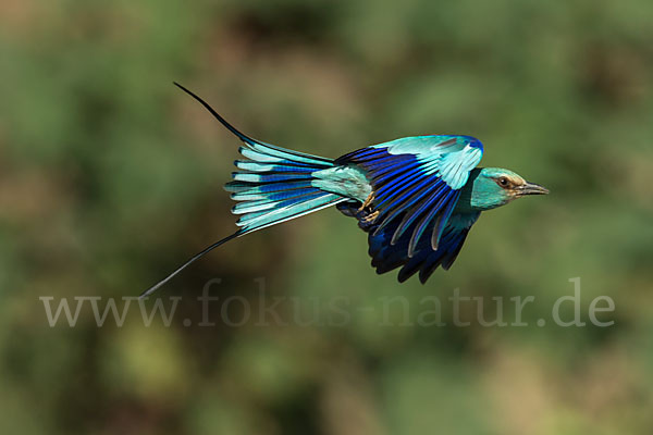 Senegalracke (Coracias abyssinicus)