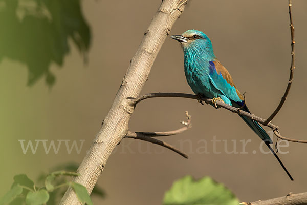 Senegalracke (Coracias abyssinicus)