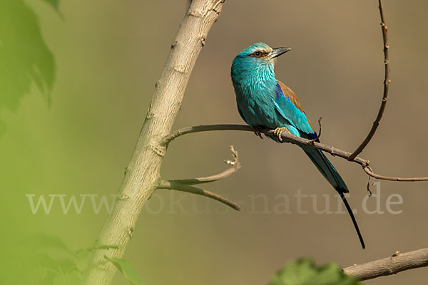 Senegalracke (Coracias abyssinicus)