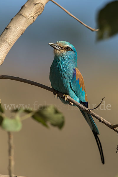 Senegalracke (Coracias abyssinicus)