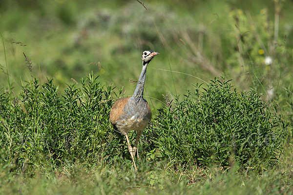 Senegaltrappe (Eupodotis senegalensis)