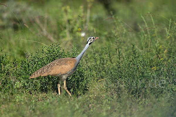 Senegaltrappe (Eupodotis senegalensis)