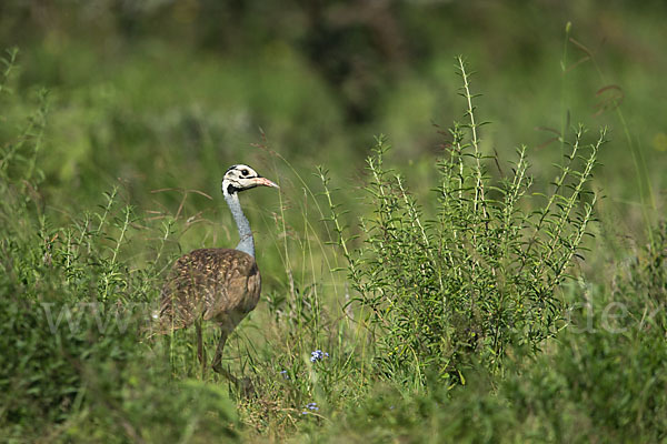 Senegaltrappe (Eupodotis senegalensis)