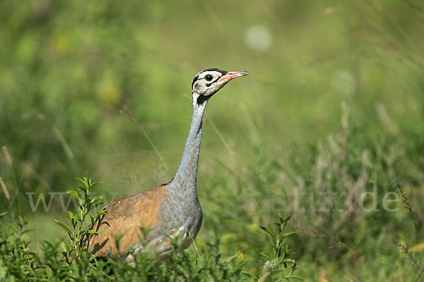 Senegaltrappe (Eupodotis senegalensis)