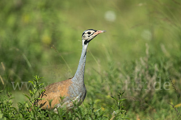 Senegaltrappe (Eupodotis senegalensis)