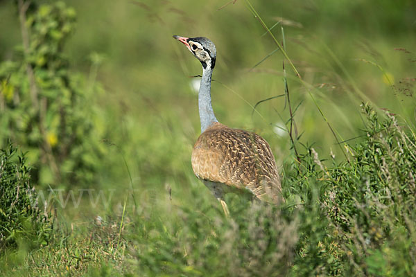 Senegaltrappe (Eupodotis senegalensis)