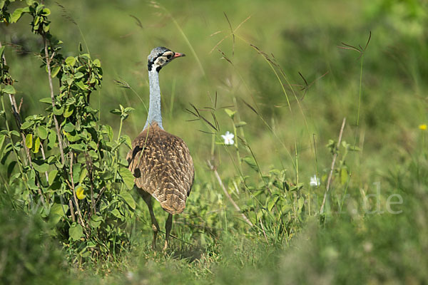 Senegaltrappe (Eupodotis senegalensis)