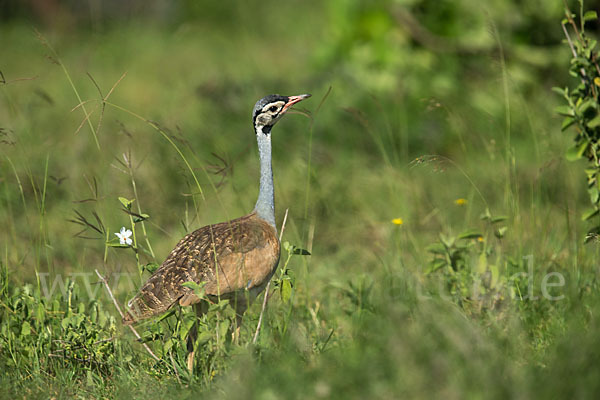 Senegaltrappe (Eupodotis senegalensis)