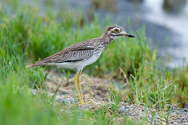 Senegaltriel (Burhinus senegalensis)