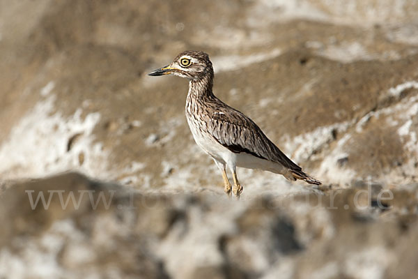 Senegaltriel (Burhinus senegalensis)