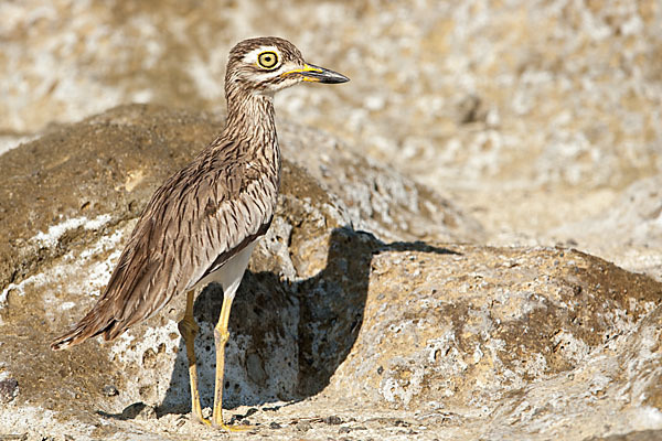 Senegaltriel (Burhinus senegalensis)